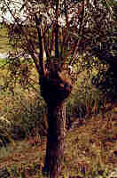 closer look at pollard willow